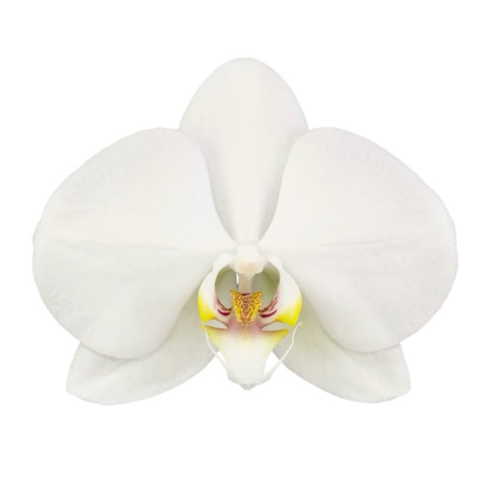 Meet your Posher, Angy